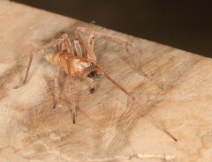 Cheiracanthium furculatum