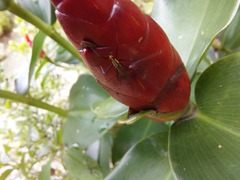 Telostylinus lineolatus