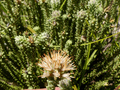 Campylostachys cernua