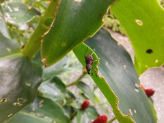 Metapocyrtus adspersus