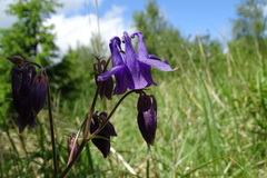 Aquilegia vulgaris
