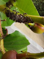 Dolichoderus thoracicus