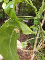 Scytodes pallida