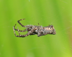 Cyrtophora citricola
