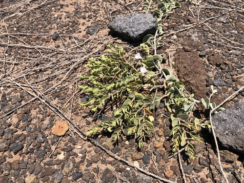 Euphorbia degeneri observed 2021-05-17
