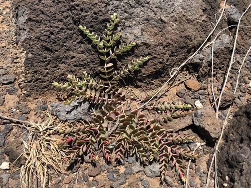 Euphorbia degeneri observed 2021-05-17