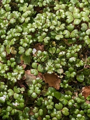 Hydrocotyle sulcata