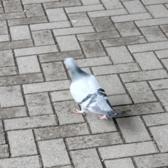 Columba livia domestica