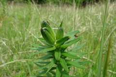 Lilium bulbiferum