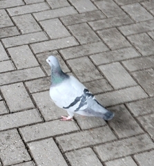 Columba livia domestica