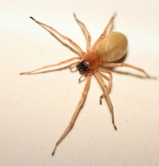 Cheiracanthium furculatum