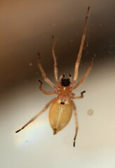 Cheiracanthium furculatum