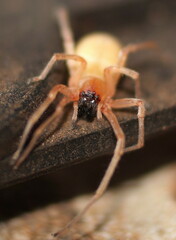 Cheiracanthium furculatum