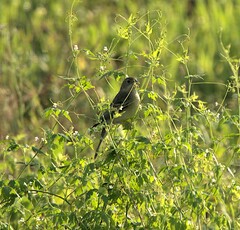 Emberiza