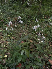 Clerodendrum smitinandii