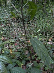 Clerodendrum smitinandii