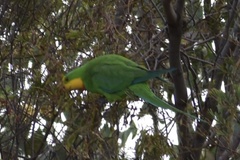 Polytelis swainsonii