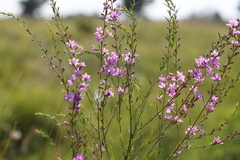 Lythrum virgatum