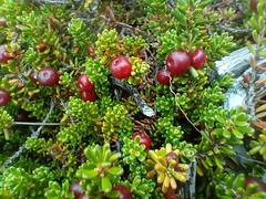 Empetrum rubrum