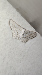 Scopula umbilicata