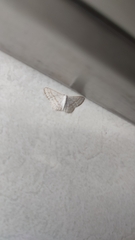 Scopula umbilicata