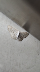 Scopula umbilicata