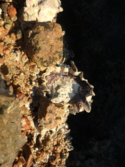 Saccostrea glomerata