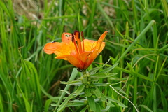 Lilium bulbiferum