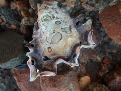 Saccostrea glomerata