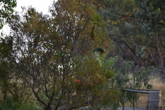 Polytelis swainsonii