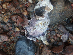 Saccostrea glomerata