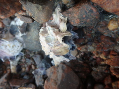 Saccostrea glomerata