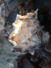 Saccostrea glomerata