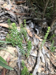Tetratheca bauerifolia