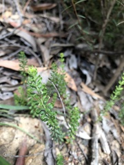 Tetratheca bauerifolia