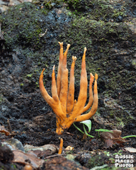 Trichoderma cornu-damae