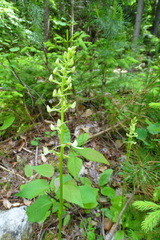 Platanthera bifolia