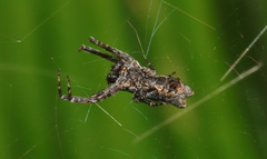 Cyrtophora citricola