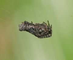 Cyrtophora citricola