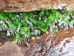 Actiniopteris radiata