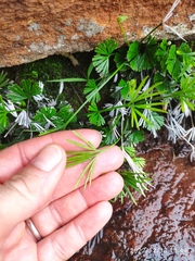 Actiniopteris radiata