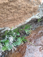 Actiniopteris radiata