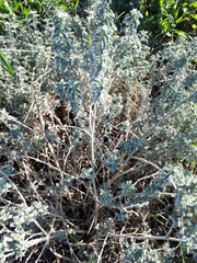 Mercurialis tomentosa