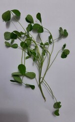 Trifolieae