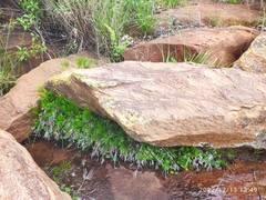 Actiniopteris radiata