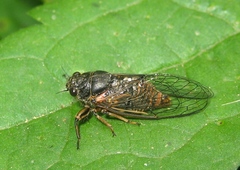 Cicadetta