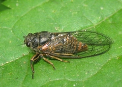 Cicadetta
