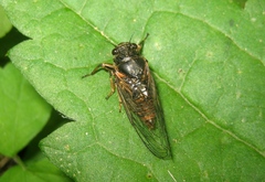 Cicadetta