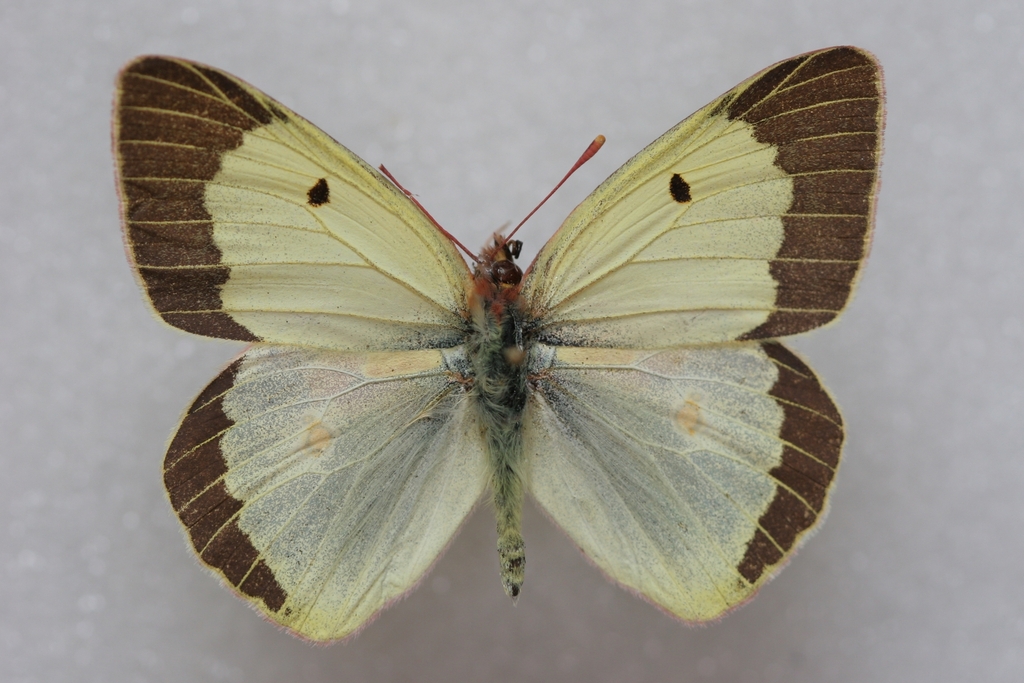 Colias chlorocoma