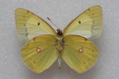 Colias chlorocoma